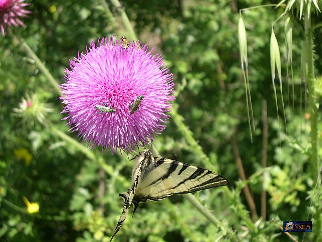 cardo con iphiclides podalirius.JPG